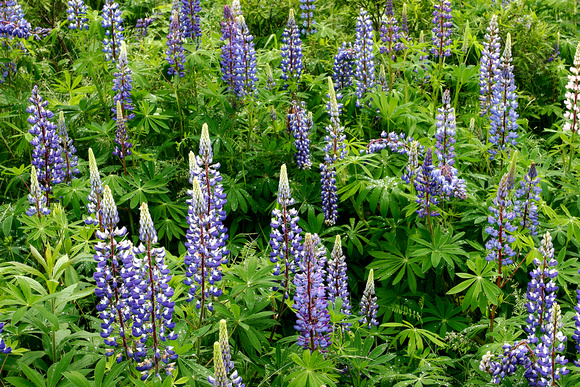Lupines - Acadia National Park